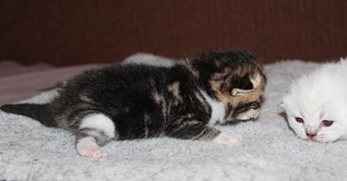 click for enlarge 1024 X 534 214.8 Kb picture