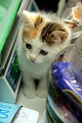 click for enlarge 683 X 1024 286.6 Kb picture