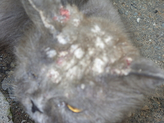 click for enlarge 1920 X 1440 1013.0 Kb picture