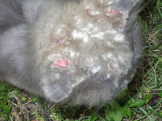 click for enlarge 1920 X 1440 190.1 Kb picture