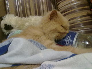 click for enlarge 1600 X 1200 179.1 Kb picture