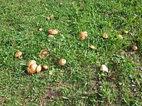 click for enlarge 1024 X 768 493.2 Kb picture
