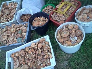 click for enlarge 1920 X 1440 343.0 Kb picture