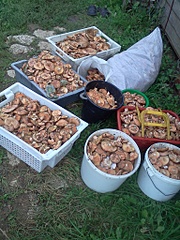 click for enlarge 1536 X 2048 389.8 Kb picture