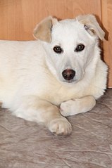 click for enlarge 537 X 807  61.8 Kb picture