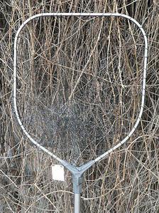 click for enlarge 422 X 563 105.5 Kb picture