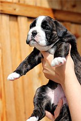 click for enlarge 426 X 640  51.4 Kb picture