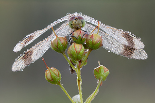 click for enlarge 1200 X 801 434.4 Kb picture