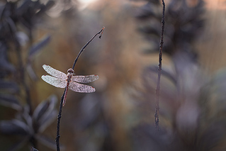click for enlarge 1200 X 801 215.1 Kb picture