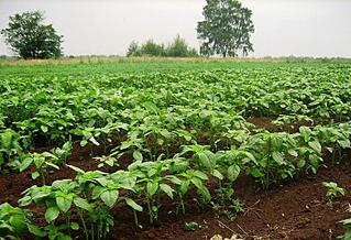 click for enlarge 706 X 482 122.0 Kb picture