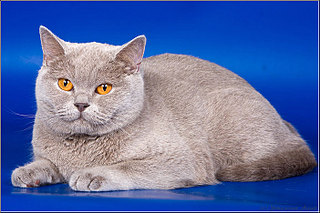 click for enlarge 701 X 467 78.6 Kb picture