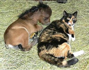 click for enlarge 500 X 396  49.4 Kb picture