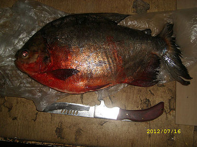 click for enlarge 640 X 480 70.1 Kb picture