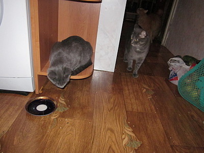 click for enlarge 1920 X 1440 555.2 Kb picture