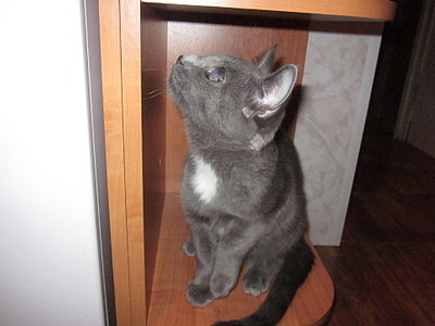 click for enlarge 1920 X 1440 477.4 Kb picture