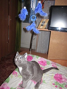 click for enlarge 1920 X 2560 379.7 Kb picture