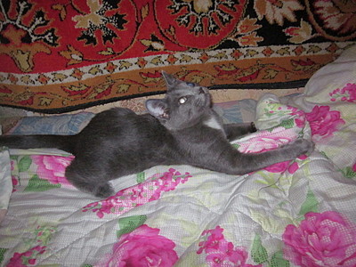 click for enlarge 1920 X 1440 704.0 Kb picture