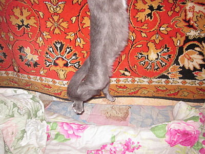 click for enlarge 1920 X 1440 767.7 Kb picture