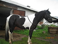 click for enlarge 1920 X 1440 464.0 Kb picture