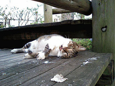 click for enlarge 450 X 338  42.0 Kb picture