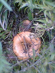 click for enlarge 480 X 640  97.0 Kb picture