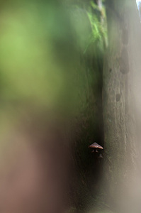 click for enlarge 664 X 1000 108.5 Kb picture