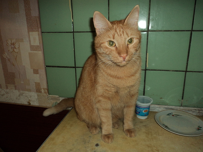 click for enlarge 1920 X 1440 153.9 Kb picture