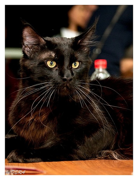 click for enlarge 611 X 800 126.9 Kb picture