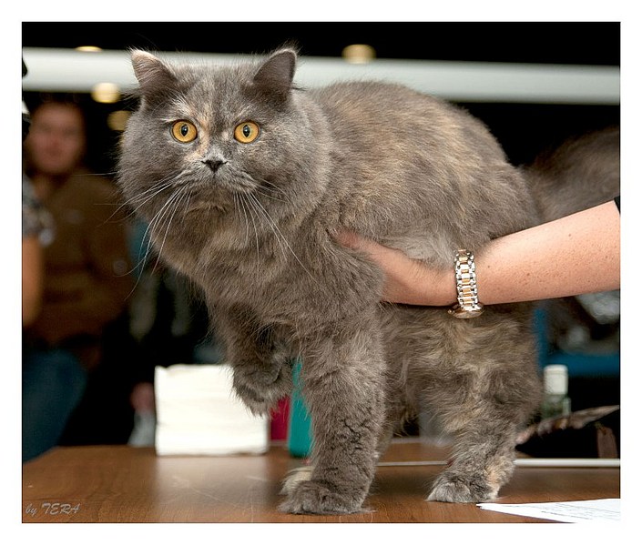 click for enlarge 800 X 680 121.8 Kb picture