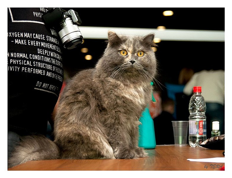 click for enlarge 800 X 613 118.0 Kb picture