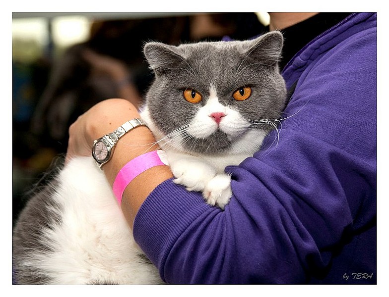 click for enlarge 800 X 612 114.1 Kb picture