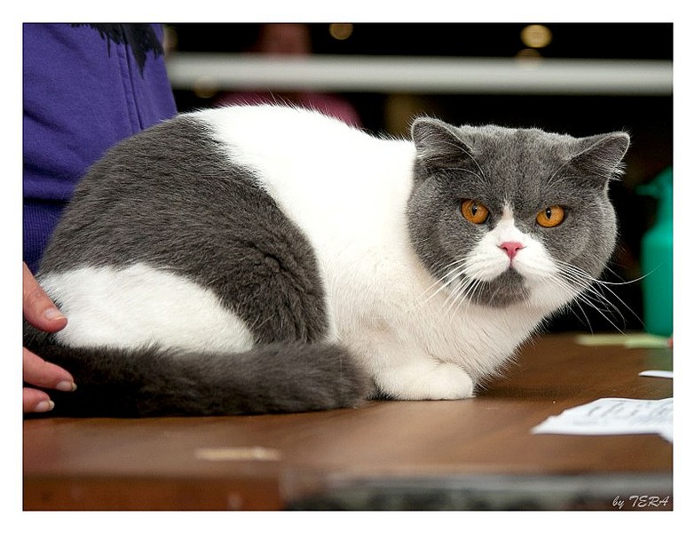 click for enlarge 800 X 613 105.1 Kb picture