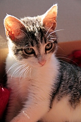 click for enlarge 683 X 1024 322.5 Kb picture