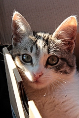 click for enlarge 683 X 1024 359.8 Kb picture