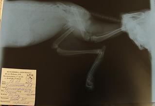 click for enlarge 1024 X 701 202.7 Kb picture