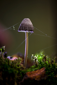 click for enlarge 641 X 962 281.9 Kb picture