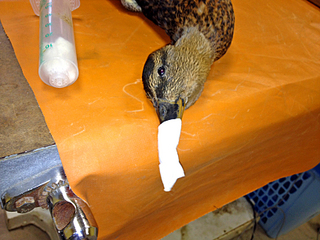 click for enlarge 1632 X 1224 164.4 Kb picture