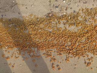 click for enlarge 1920 X 1440 687.0 Kb picture