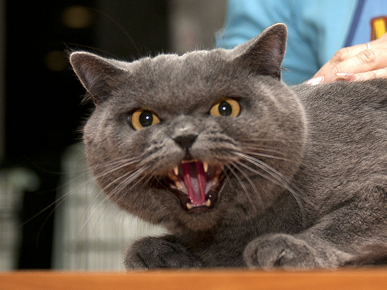 click for enlarge 1035 X 776 166.2 Kb picture