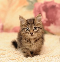 click for enlarge 783 X 807 81.6 Kb picture