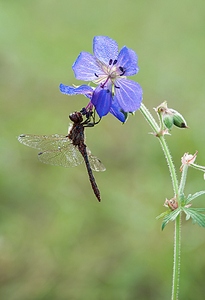 click for enlarge 622 X 909 184.4 Kb picture