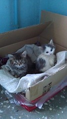 click for enlarge 1840 X 3264 804.3 Kb picture