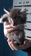 click for enlarge 1840 X 3264 550.6 Kb picture