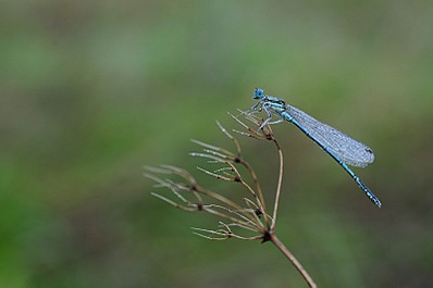 click for enlarge 800 X 531 41.3 Kb picture