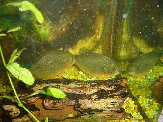 click for enlarge 1920 X 1440 278.3 Kb picture