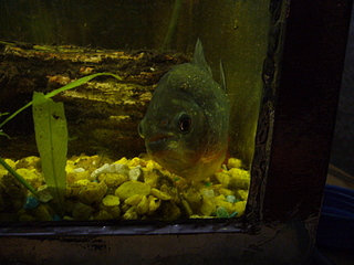 click for enlarge 1920 X 1440 177.5 Kb picture