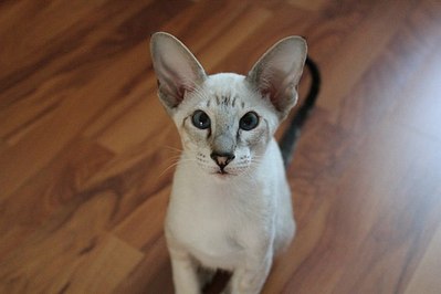 click for enlarge 604 X 403  28.8 Kb picture