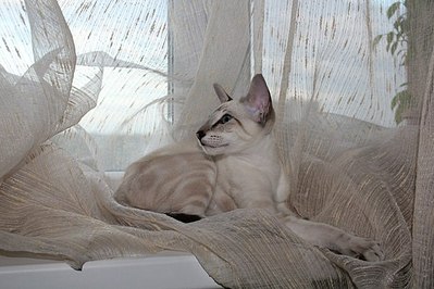 click for enlarge 604 X 403  52.5 Kb picture