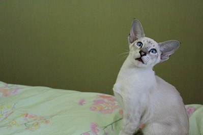 click for enlarge 604 X 403  27.8 Kb picture