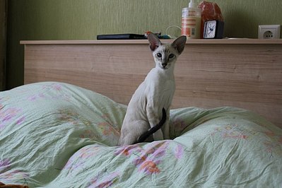 click for enlarge 604 X 403  46.3 Kb picture